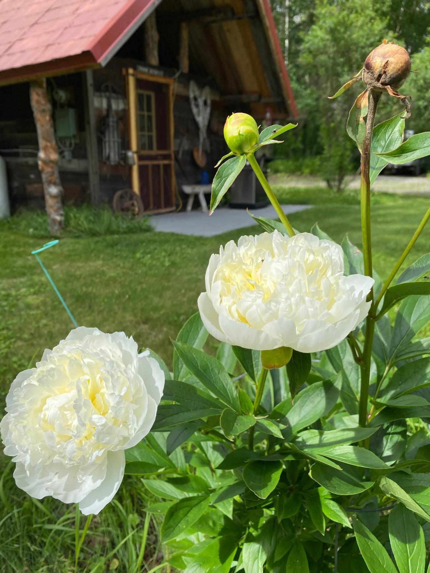 Trapper John'S Cabin & Cottages Talkeetna Εξωτερικό φωτογραφία